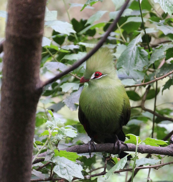 Green Turaco sitting on the tree branch 
