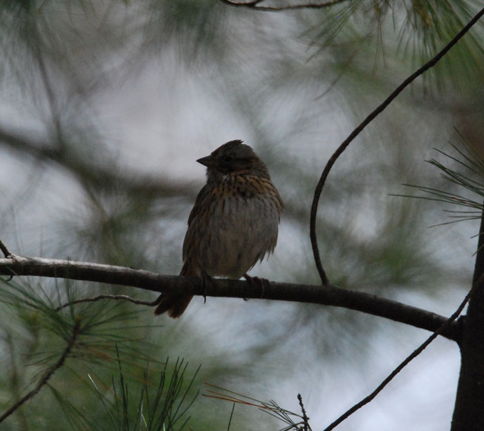 Lincolns Sparrow in pine tree branch