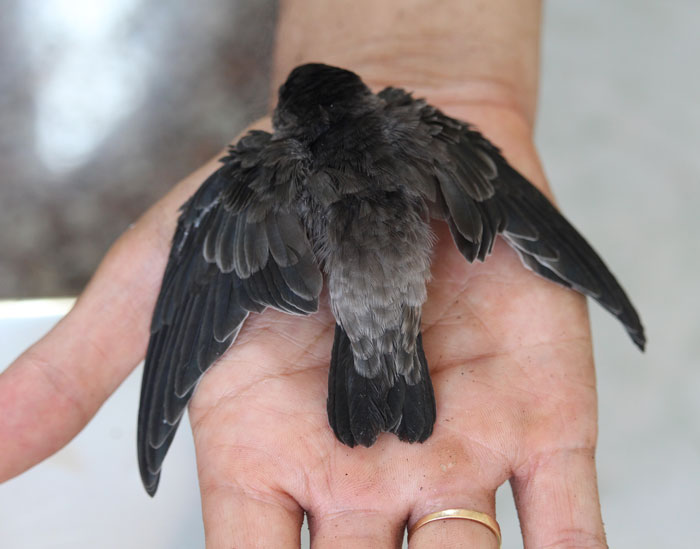 Small Swiftlet on the human hand 