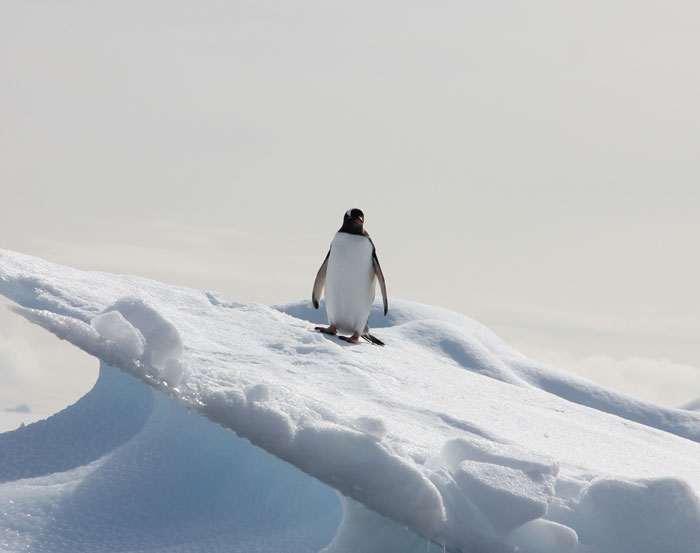Penguin standing in the snow