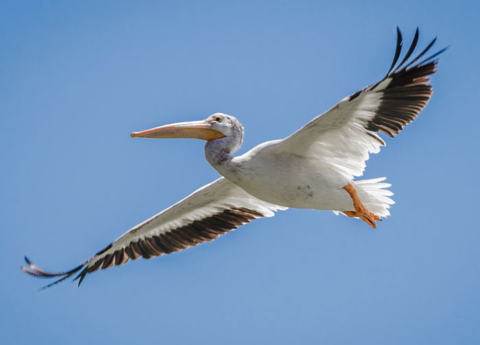 Big pelican flying in the sky 