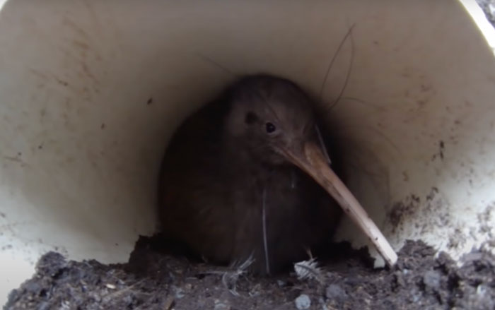 Kiwi hiding in the hole 