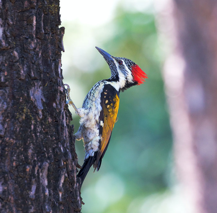 Woodpecker on the tree 