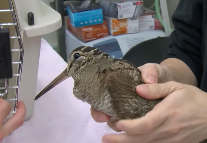 American Woodcock in the local hospital 