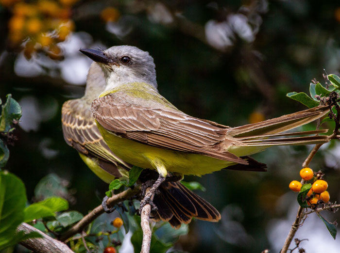 Couch's kingbirds perched in a tree