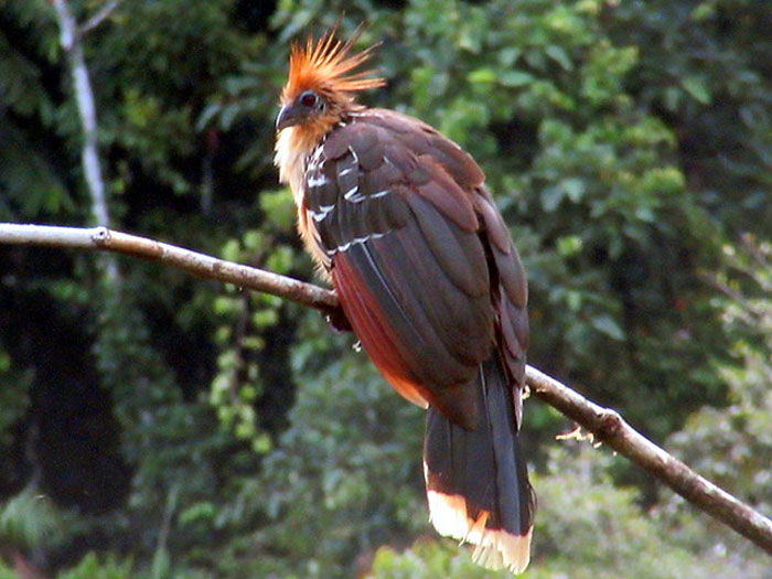 Hoatzin sitting on the tree branch 