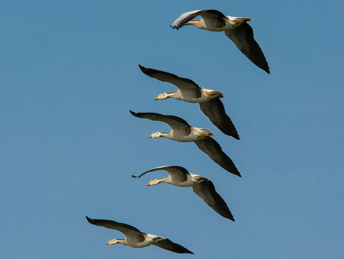 Bar-headed geese flying in formation