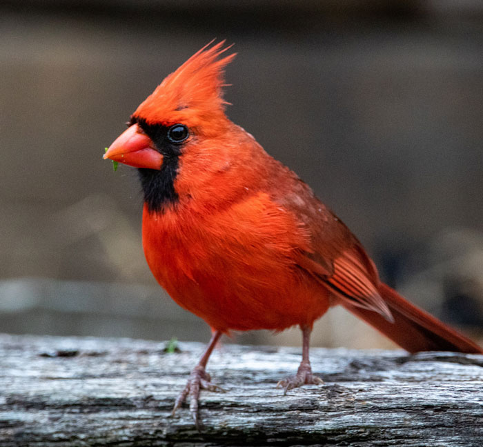 Cardinal standing on the wooden brick 
