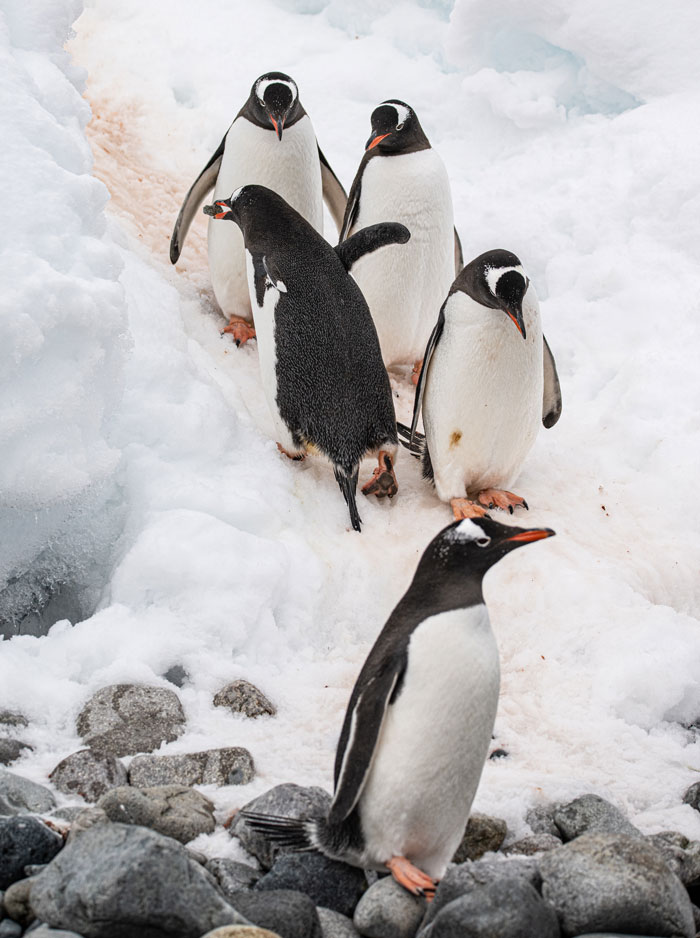 Gentoo Penguins sliding down the snow 
