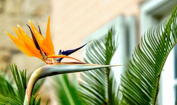 Close up of Bird of Paradise