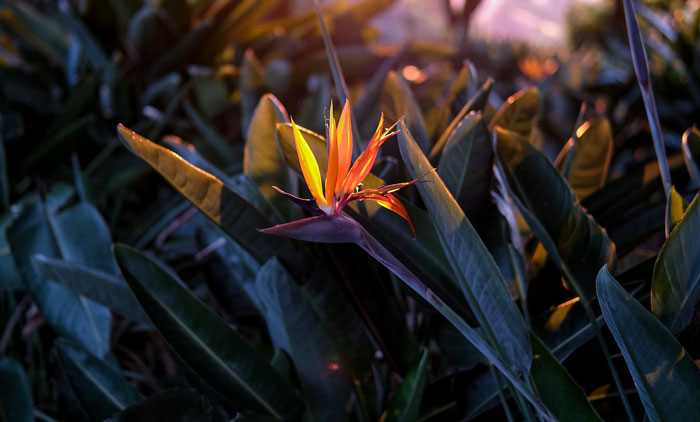 strelitzia plant bloom in dusk