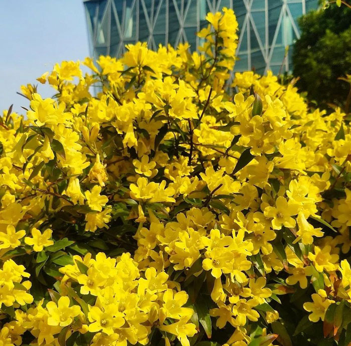 Yellow carolina jessamine flowers