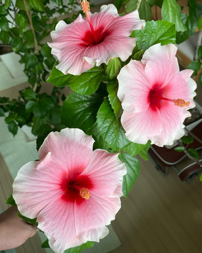 Red pink and white hibiscus flowers