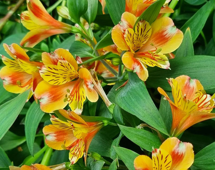 Yellow and orange peruvian lily