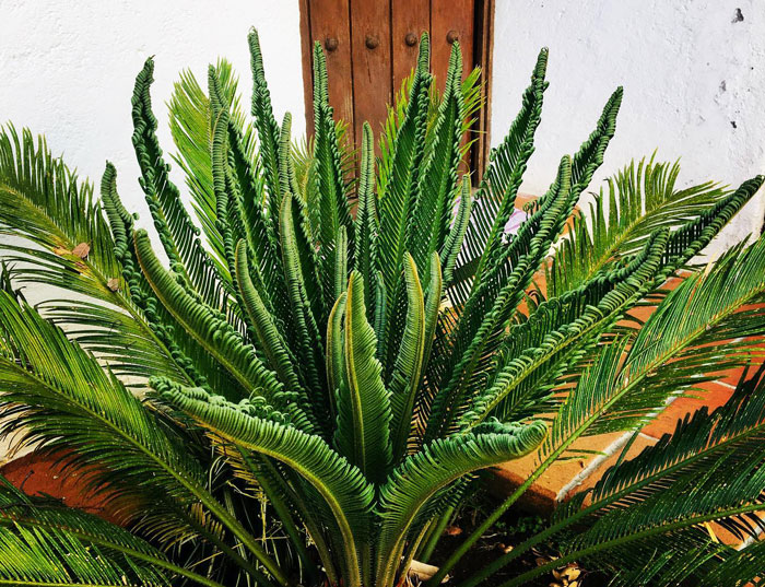 fresh sago palm bush