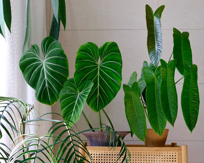 multiple types of Philodendrons inside
