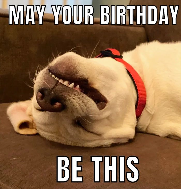 funny dog birthday meme