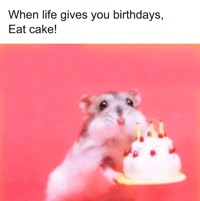 birthday hamster meme