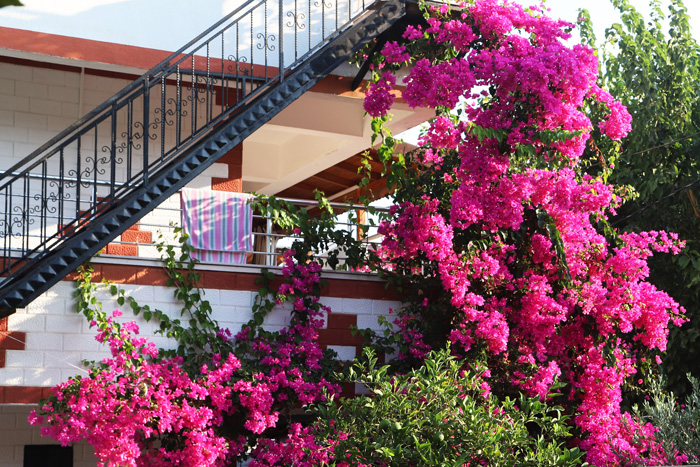 Pink bougainvillea growing on the balcony near the staircase 