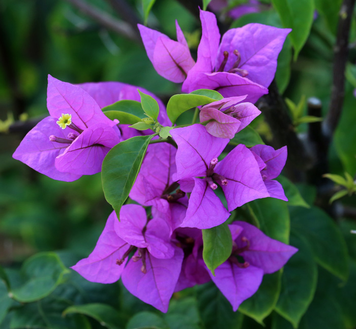 Purple bougainvillea 