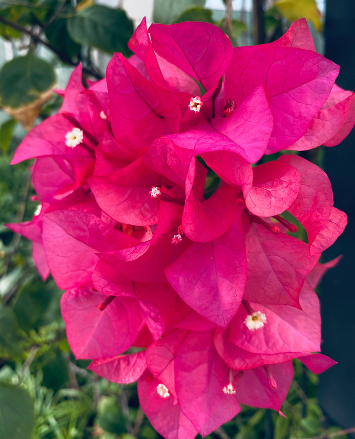 Pink branch of bougainvillea 
