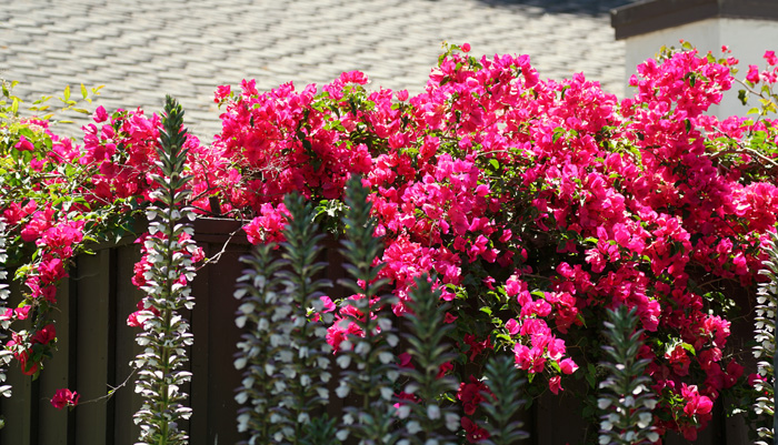 Pink bougainvillea bushes on the fence 