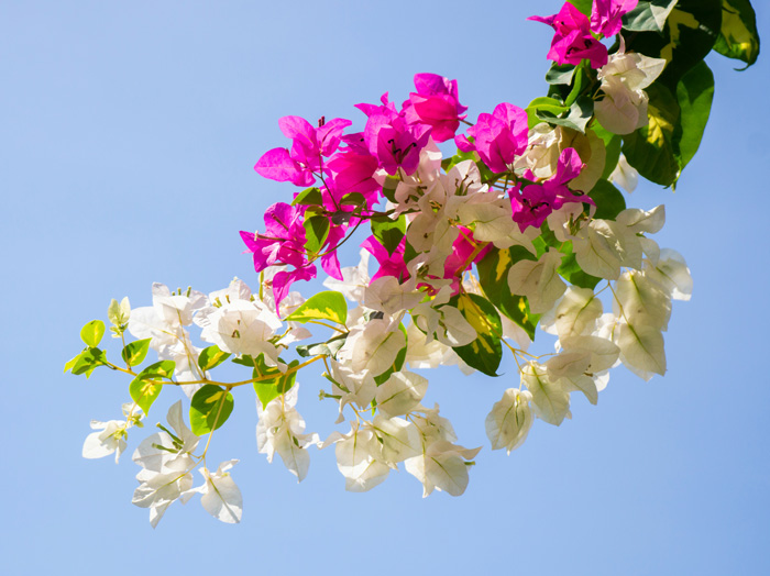 Pink and white bougainvillea branch