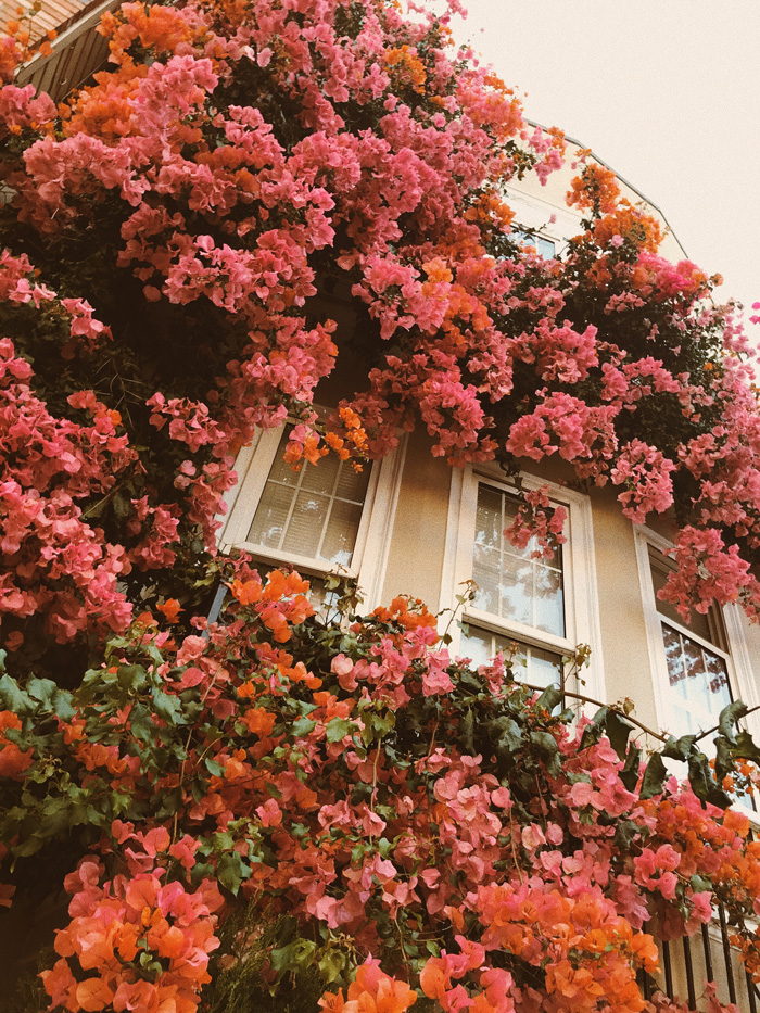 Orange and pink bougainvillea entwine the building 