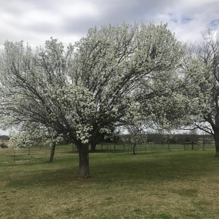 A Bradford pear tree in a field