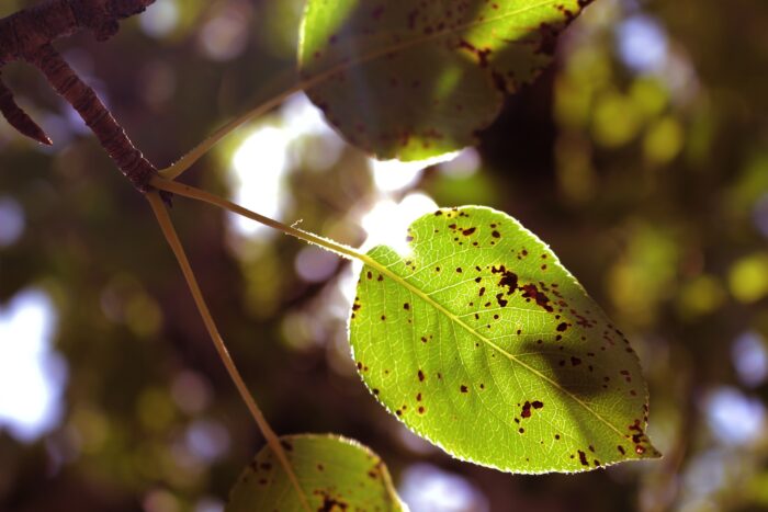 A close-up shot of the leaves of a Bradford pear tree with leaf spot disease