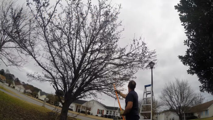 A person pruning a Bradford pear tree