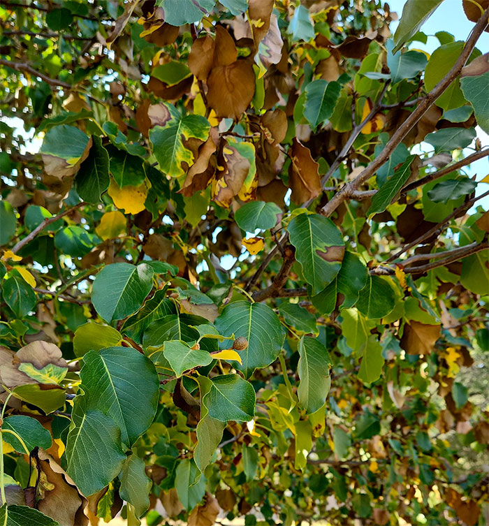 Brown leaves on a Bradford pear tree