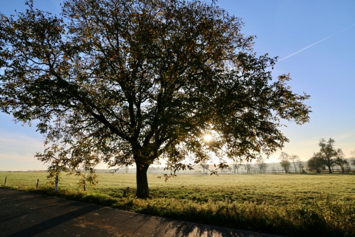 A large oak tree in a field casting shade