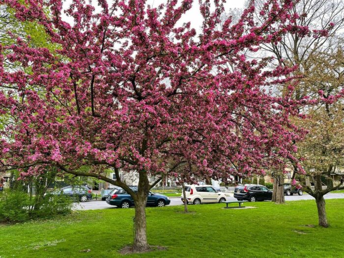 An Eastern Rosebud tree in a garden with bright pink flowers