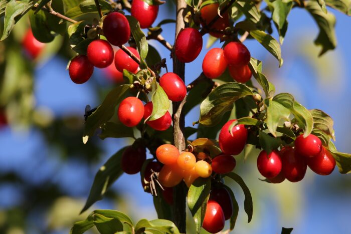 A close-up shot of the red berries from a Cornelian cherry branch A close-up shot of the red berries from a Cornelian cherry branch
