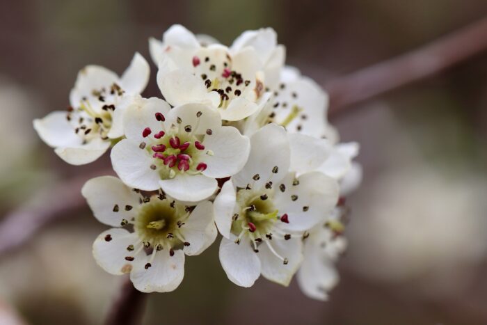 A close-up of white Bradford pear tree blossoms
