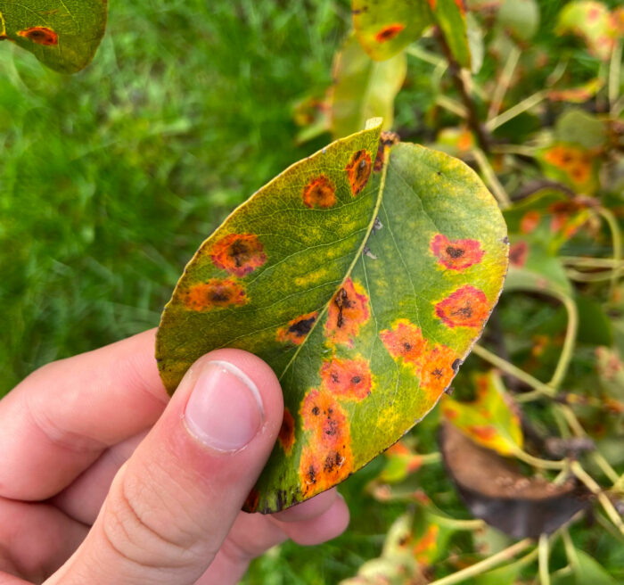 A close-up of a Bradford pear tree leaf with orange Japanese pear tree rust