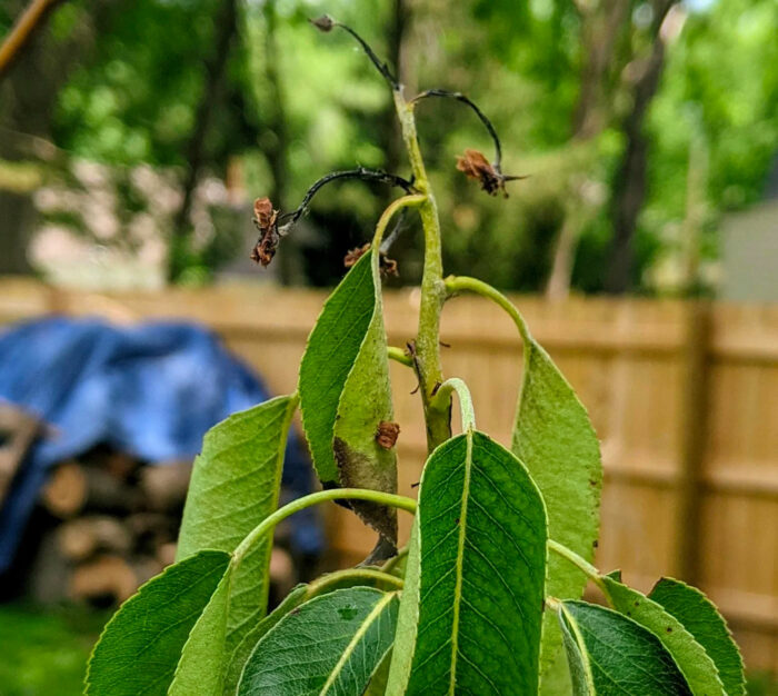 A Bradford pear tree with fire blight disease on its leaves A Bradford pear tree with fire blight disease on its leaves