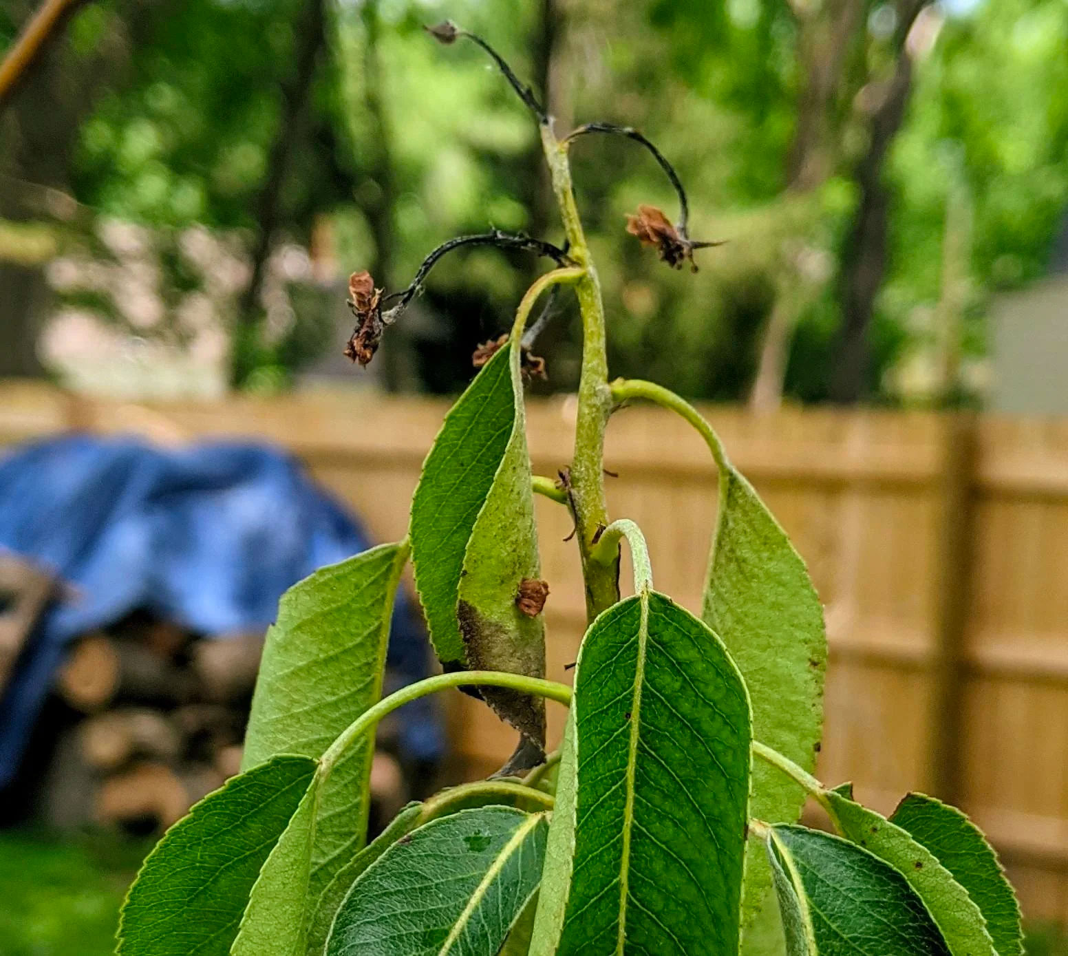 Everything You Need to Know About the Bradford Pear Tree and Its
