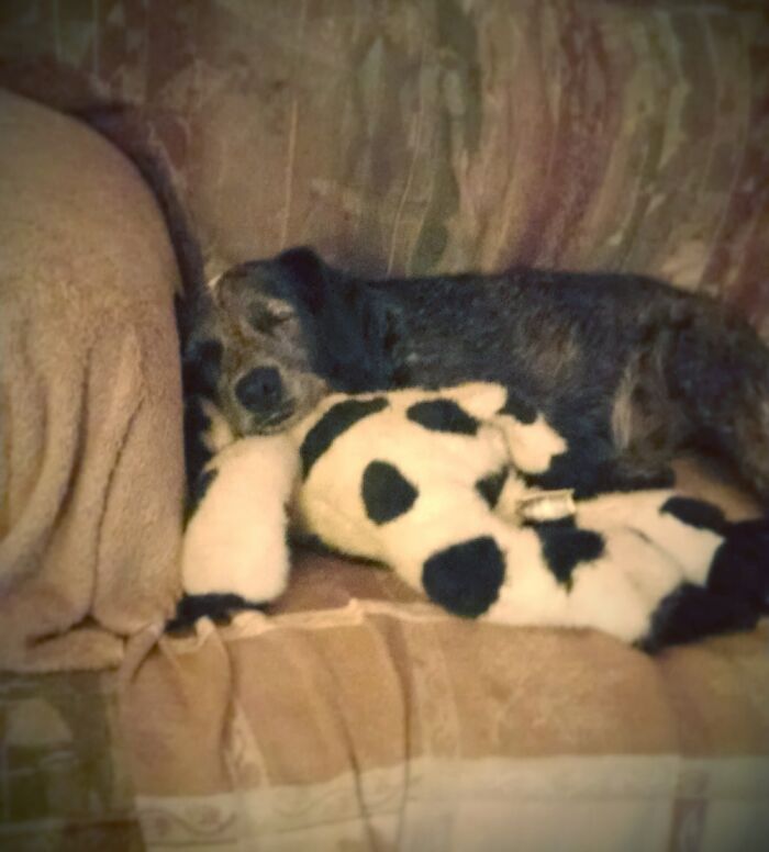 Bubbie And His Cow. Passed Away 5/21. Still Hurts