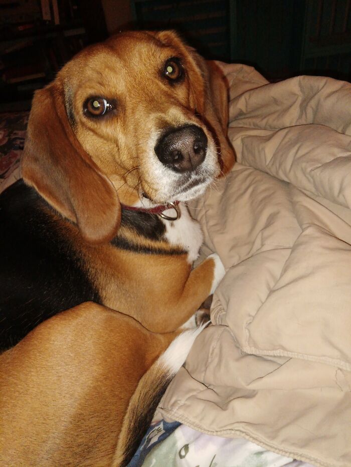This Is Truman. He Is Ine If 4000 Beagles Rescued Last Year From A Medical Lab Now Living Large