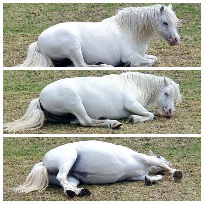 Life Is Exhausting For Dove... (Ponies Aren't 'Pets' But She's Frigging Adorable!)