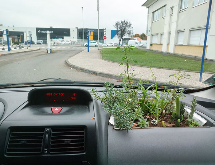 My Friend Has Plants In His Car. Just Because You Can Doesn't Mean You Should
