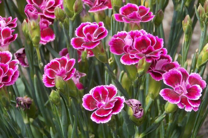 Carnation of Dianthus caryophyllus Carnation of Dianthus caryophyllus