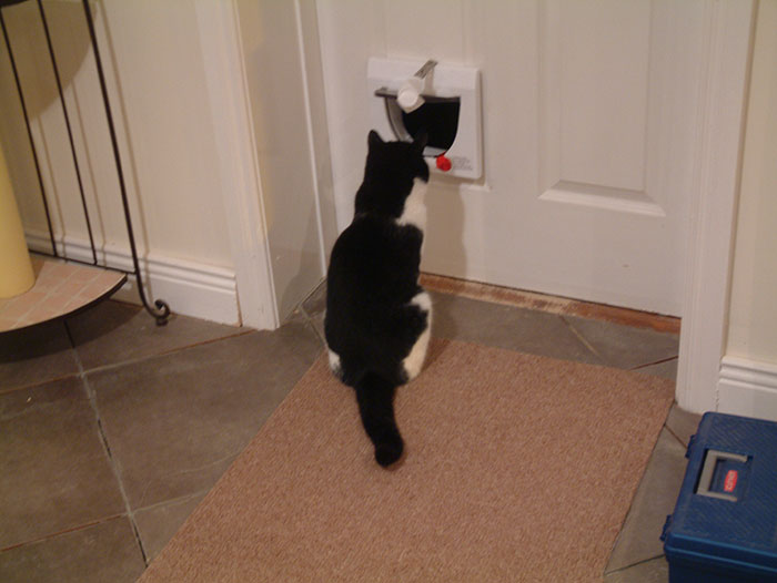 Cat Breaks Into Neighbor’s New Home, They Are Furious And Ask For $2,000 Cat Breaks Into Neighbor’s New Home, They Are Furious And Ask For $2,000