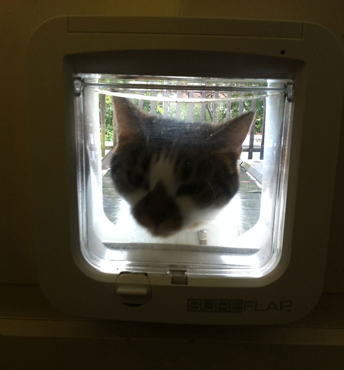 Cat Breaks Into Neighbor’s New Home, They Are Furious And Ask For $2,000 Cat Breaks Into Neighbor’s New Home, They Are Furious And Ask For $2,000