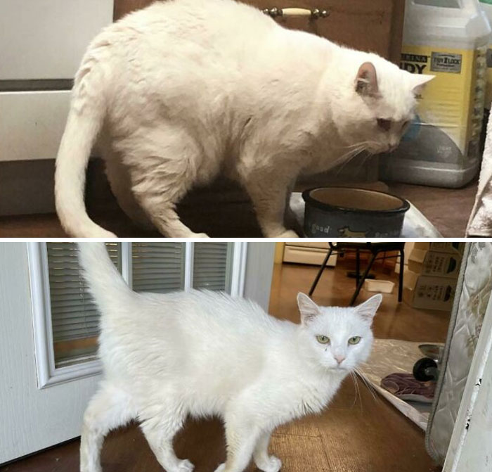 Cabbage In 2020 vs. 2021 - Chonker Transformation