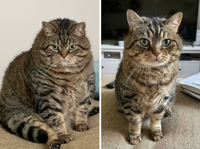 Chonk Is Going Into The New Year A Little Less Chonky