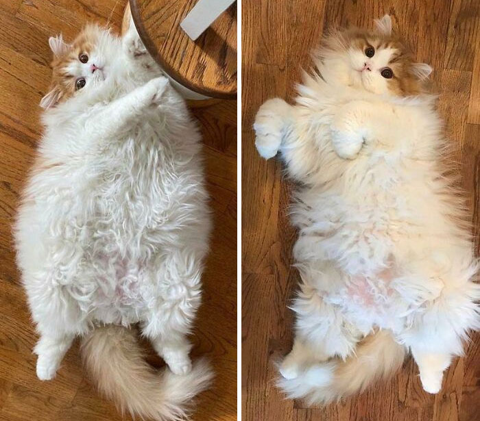 Before And After Weight Loss For Our Fluff Chonk