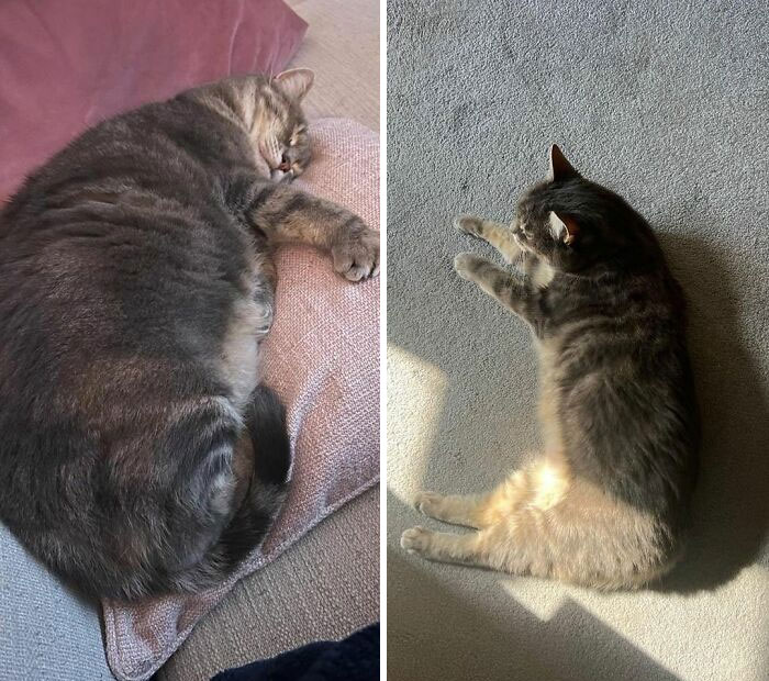 Chunky Was 6.2 Kg When We Adopted Her, After Being Left With Unlimited Food In The Shelter. Now She’s 4.4 Kg